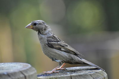 Close-up of bird perching on railing