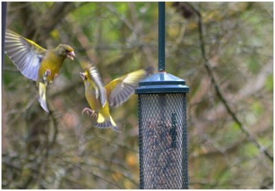 Close-up of bird flying hanging from feeder