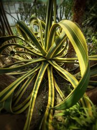 Close-up of wet plant