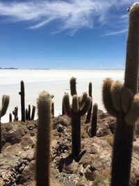 Cactus against sky at desert