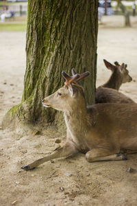 Deer relaxing on tree trunk