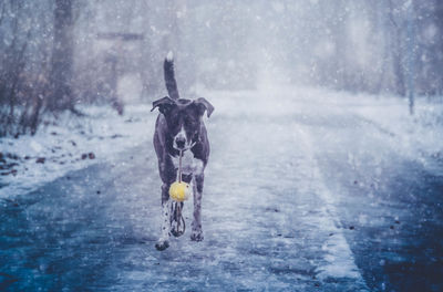 Dog on road during winter