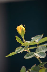 Close-up of green leaves on plant against black background