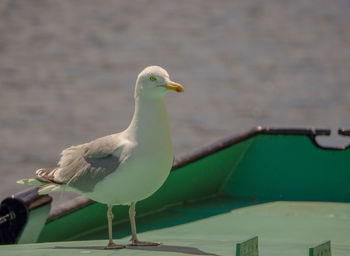 Close-up of seagull perching