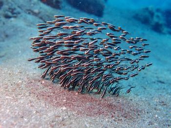 Close-up of fish underwater