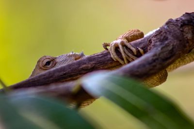 Close-up of lizard on branch