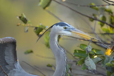 Close-up of a bird