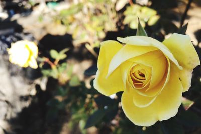 Close-up of yellow rose blooming outdoors