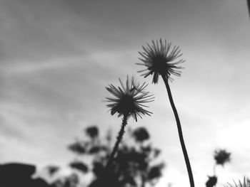 Low angle view of dandelion against sky