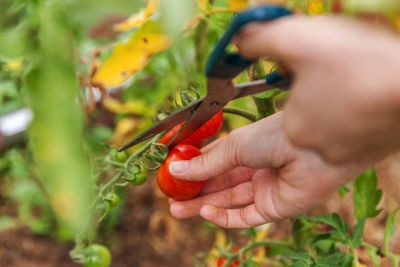 Cropped hand of woman holding tomato