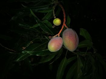 Close-up of fruits growing on plant