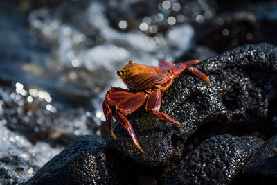 Close-up of insect on rock