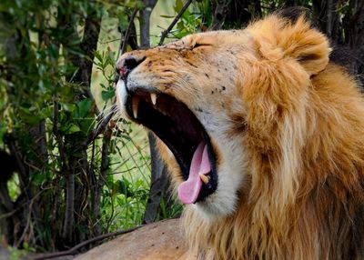 Close-up of horse yawning