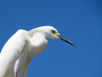 Close-up of seagull against clear blue sky