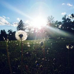 Scenic view of dandelion on field against bright sun
