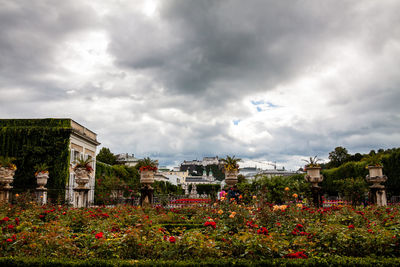 Flowering plants and buildings against cloudy sky
