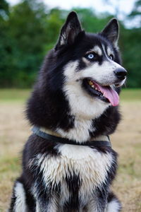 Close-up of dog on field