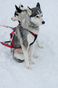 White dogs on snow field