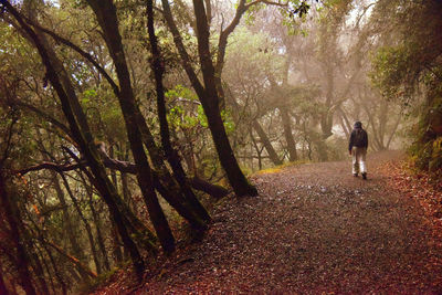 Rear view of man walking on footpath in forest