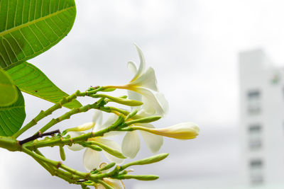 Close-up of white flowering plant