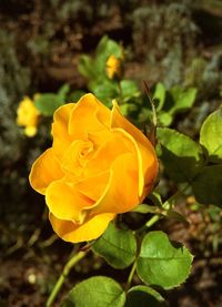 Close-up of yellow rose