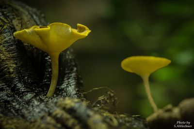 Close-up of yellow flower bud