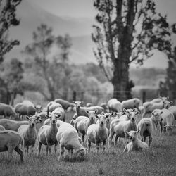 Sheep grazing on field