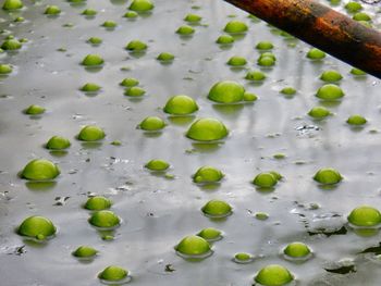 High angle view of green bubbles on dirty water