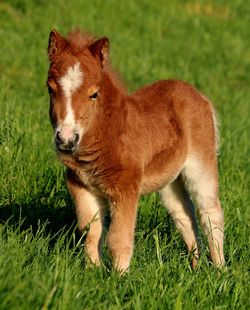 View of a horse on field