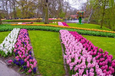 Purple flowering plants in park