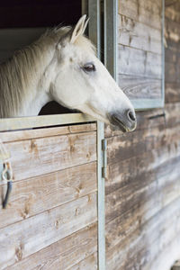 White horse head out of its wooden stall waiting for food