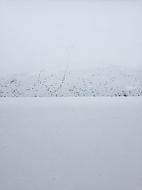 Birds flying over white background