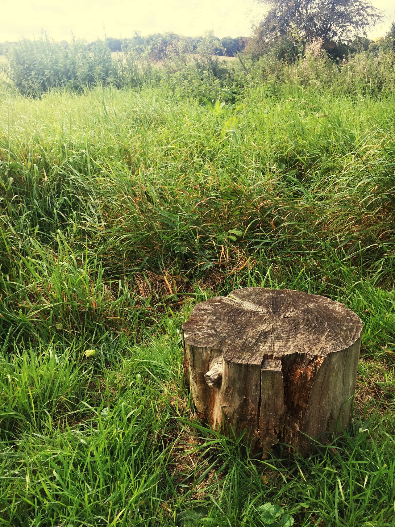 Tree_stump