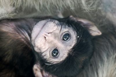 Close-up portrait of young monkey