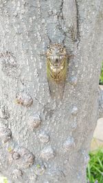 High angle view of insect on tree trunk