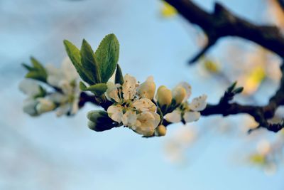 Close-up of flower