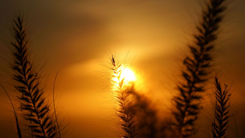 Close-up of silhouette plants against sunset sky