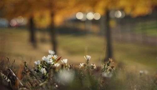 Close-up of flowering plants on field