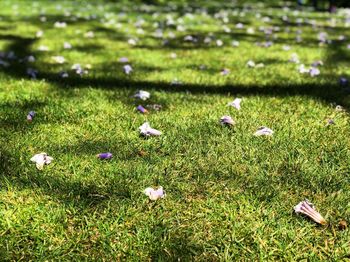 High angle view of flowering plants on field