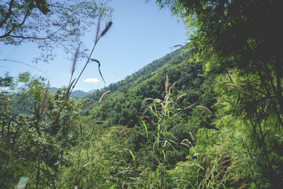 Plants and trees in forest