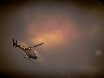 Insect on plant against sky at sunset