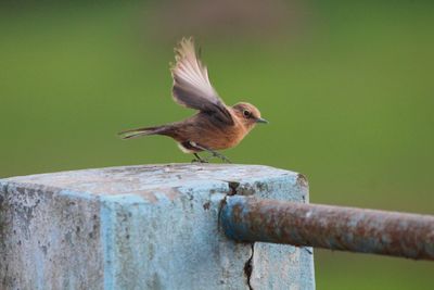 Close-up of bird perching on wood