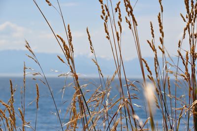 Close-up of stalks against sky