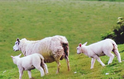 Sheep in a field