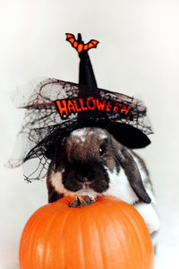 Close-up of jack o lantern against white background