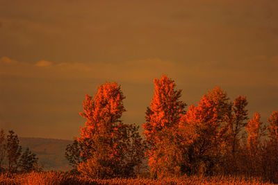 Trees against orange sky during sunset