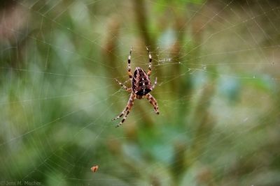 Close-up of spider on web