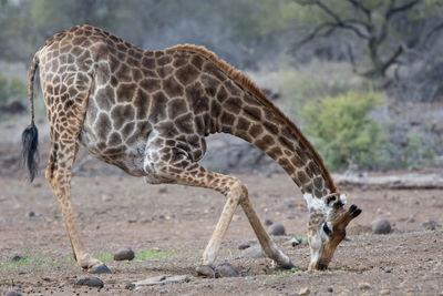 Giraffe in the wild, east africa