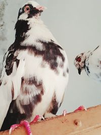 Close-up of birds perching