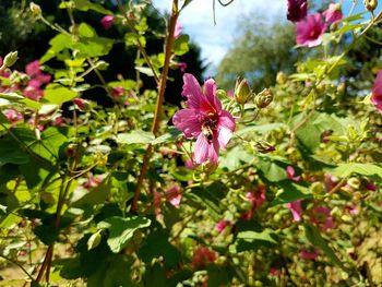 Close-up of pink flowers blooming outdoors